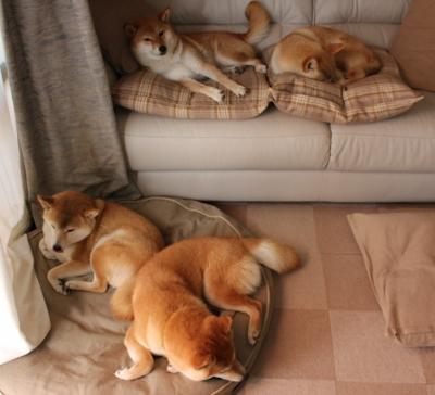 爱游戏体育（AYX）官方APP下载-中国足球年鉴2025版正式发行，2020中国足球报告