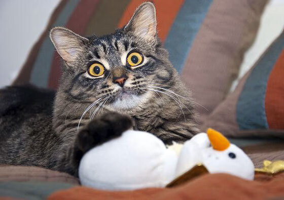 中国足球换帅潮来袭,新任主教练带来新希望,中国足球队现任主教练