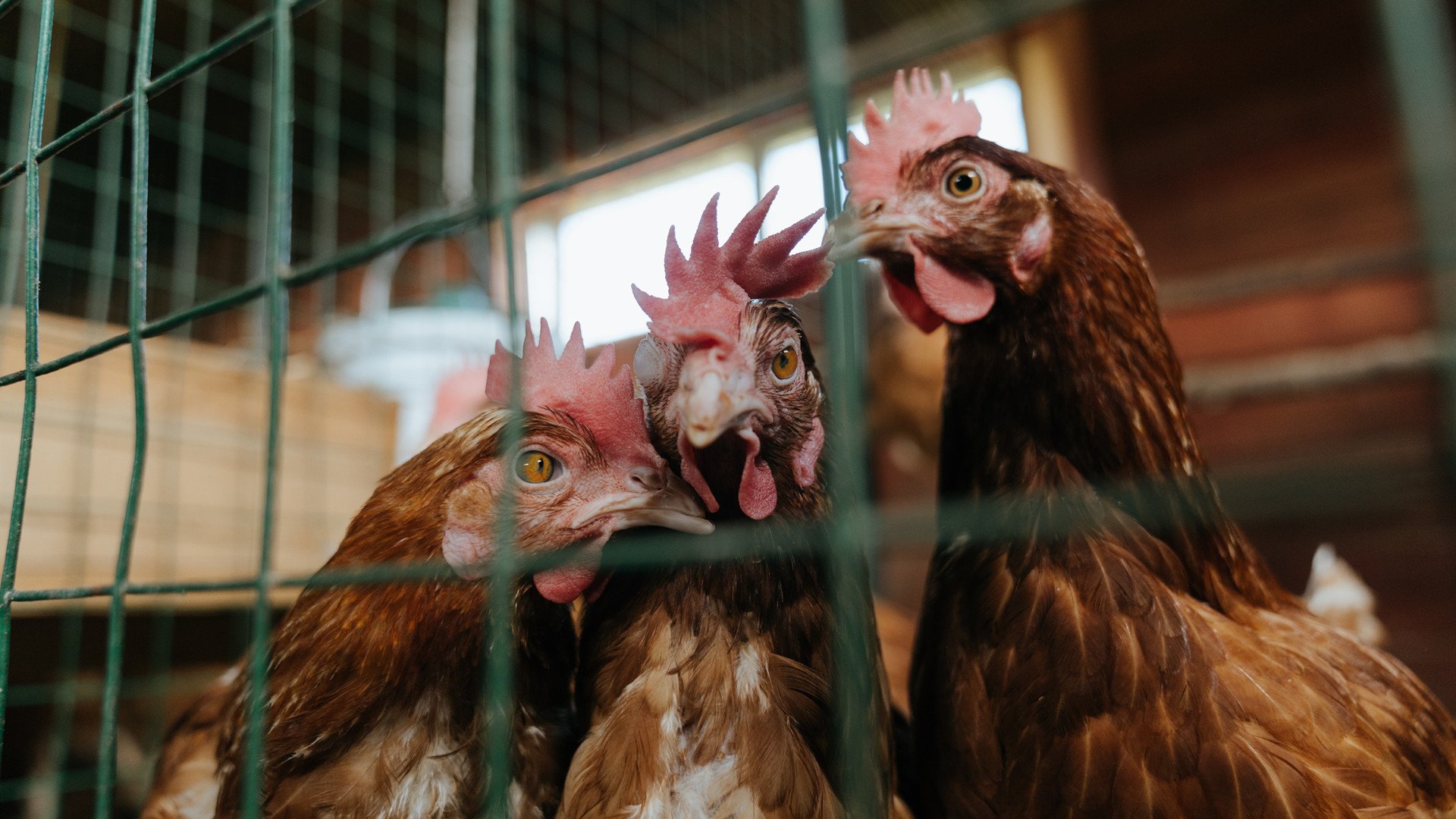 史上“最铁”防线:不可逾越的比赛堡垒