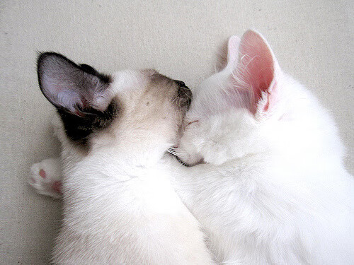 数字化场馆管理系统在全国推广，提升赛事组织效率，场馆智能化管理系统方案