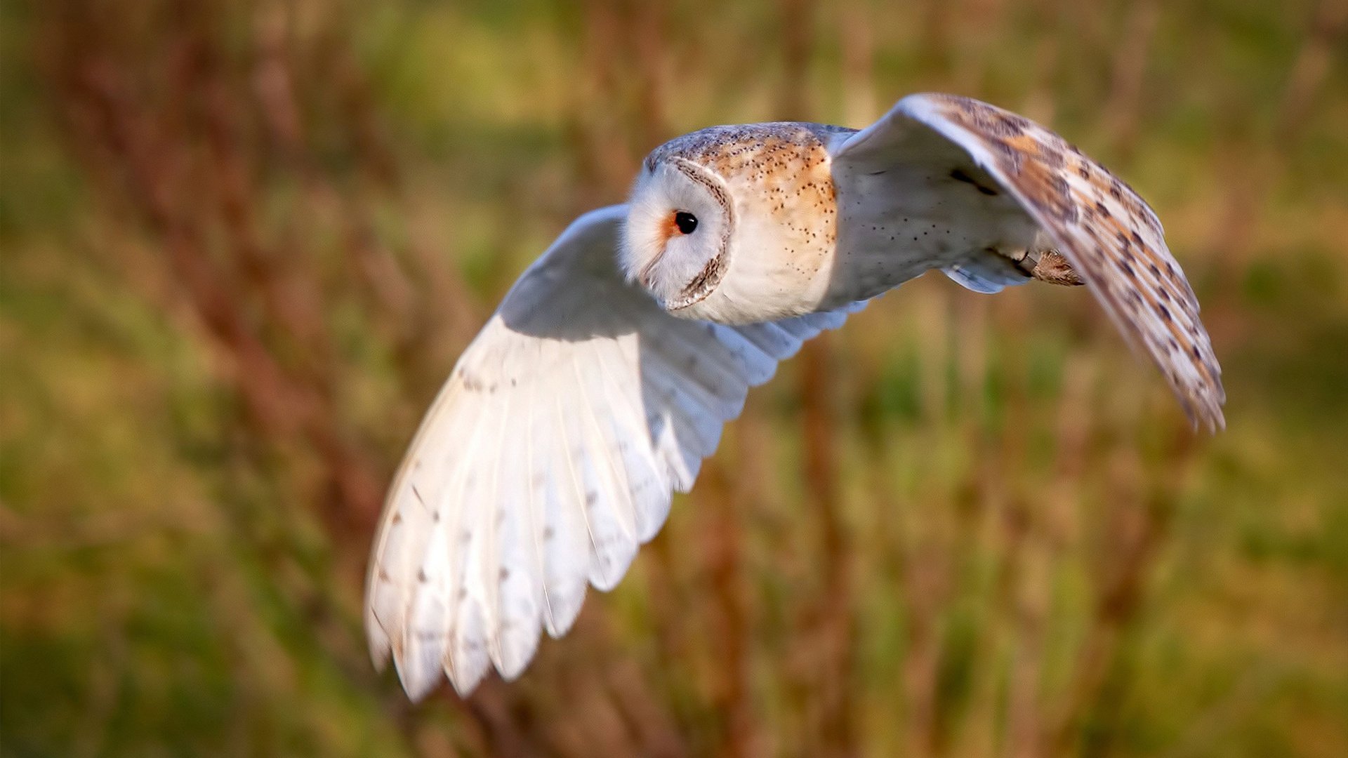 纽卡斯尔1-0击败布莱顿，伊萨克头球破门，纽卡斯尔引援最新消息