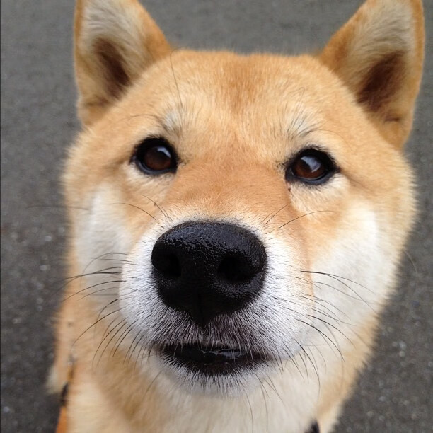 爱游戏官网-纽卡斯尔联中锋爆发，赢得多场关键战，纽卡斯尔联中锋爆发,赢得多场关键战绩