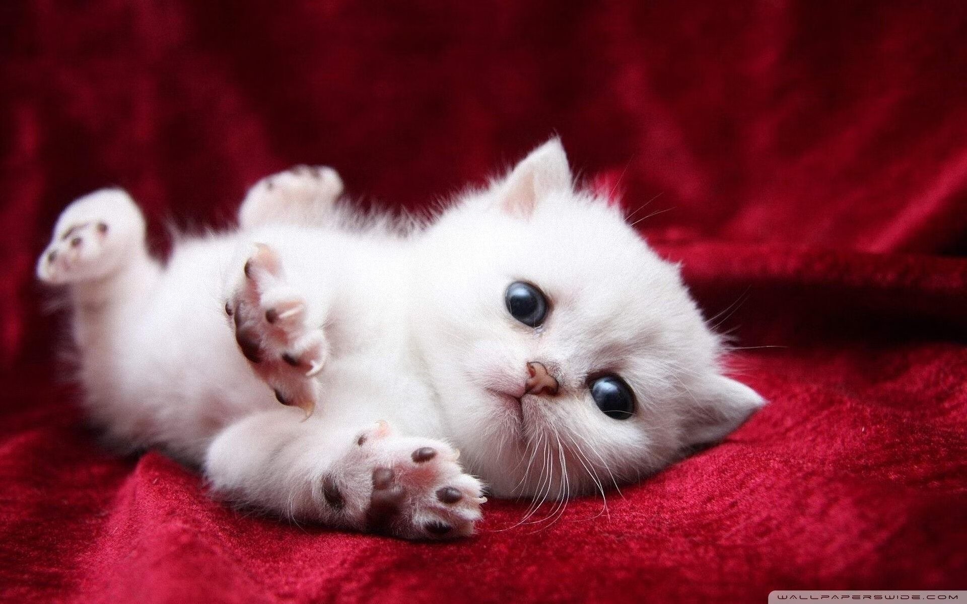 足球俱乐部年度财务报告制度全面公开,足球俱乐部财务报表