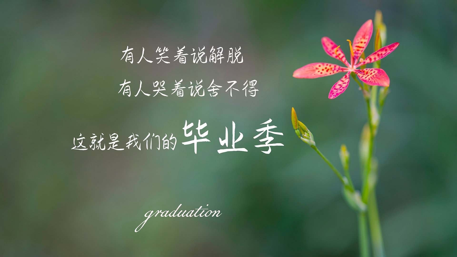 印度赢得2024年T20世界杯冠军,击败南非,印度进世界杯