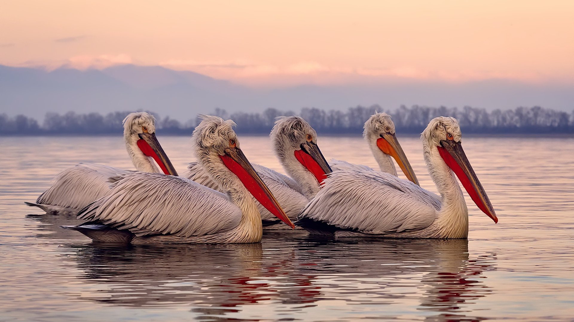 爱游戏体育-塞尔维亚国家队实力惊人，欧国联对手望风而逃，塞尔维亚队足球