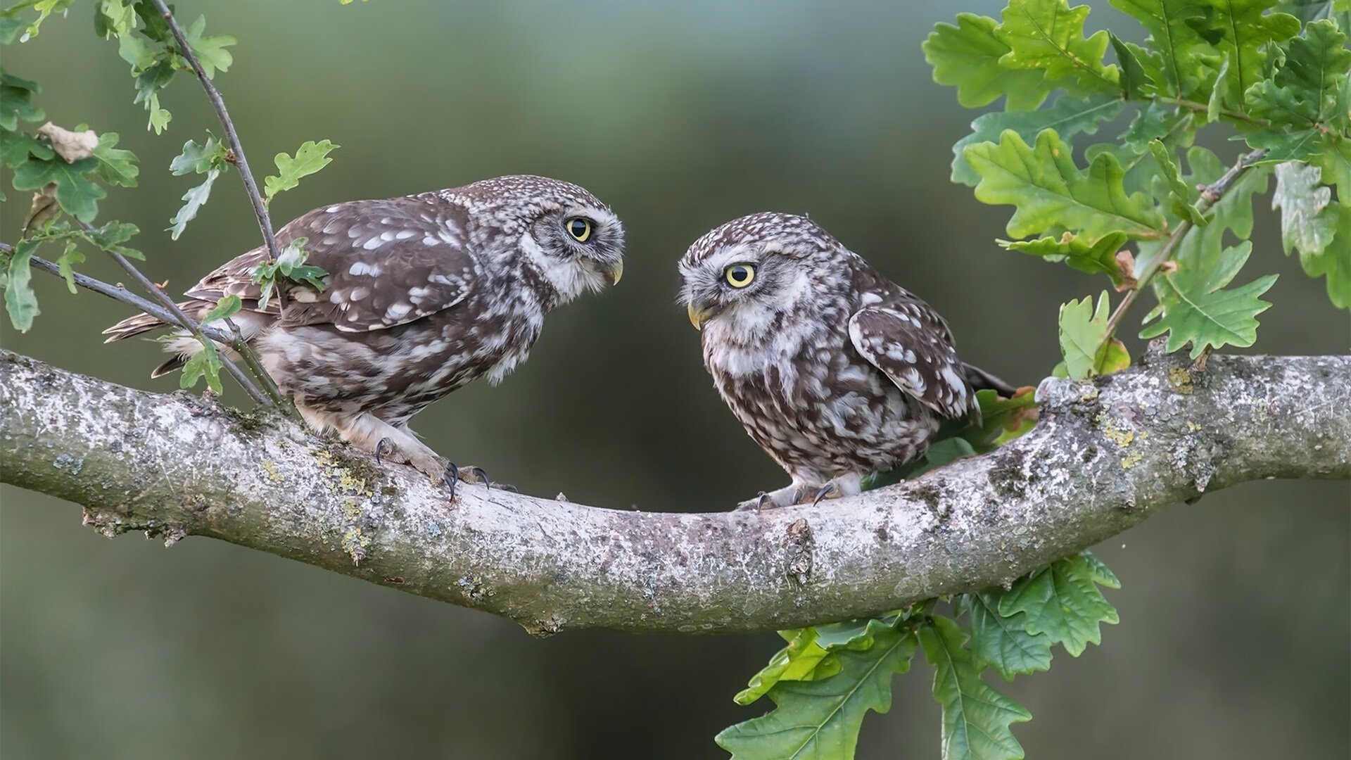 爱游戏 电竞-塞尔维亚国家队突破重围，跻身欧洲杯正赛，塞尔维亚欧洲杯阵容