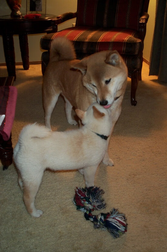 巴西马术队在巴黎奥运会盛装舞步比赛中获得第八名，展现出色表现。