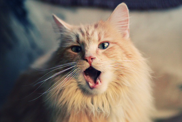 爱游戏在线登录入口-摩纳哥大胜戛纳，豪取三分继续追赶积分榜前列，2021摩纳哥