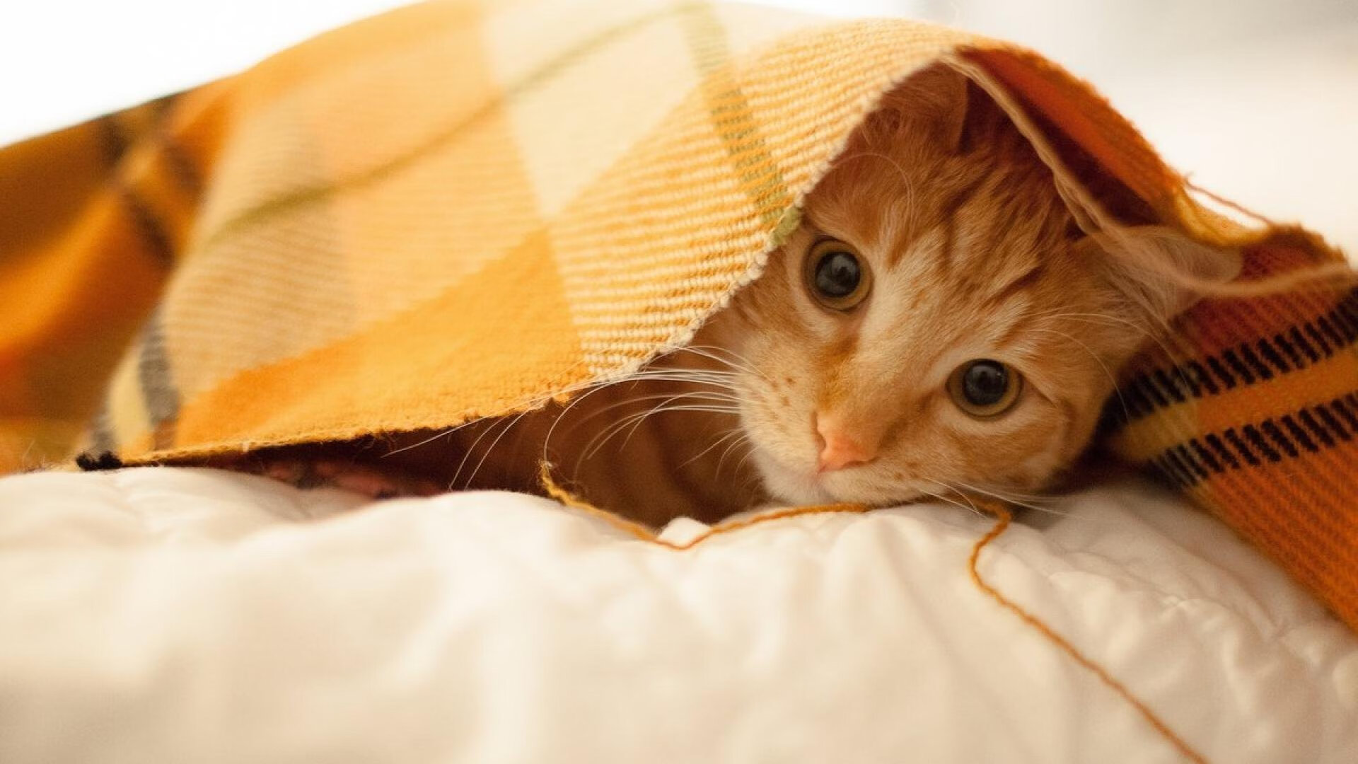 本泽马荣获欧洲杯金球奖，本泽马欧冠