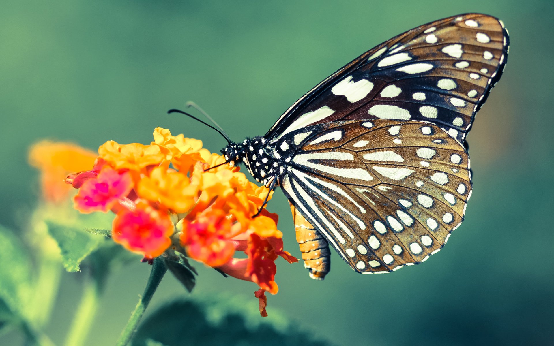 热火逆转公牛,东部决赛中巴特勒带伤作战,巴特勒公牛时期阵容