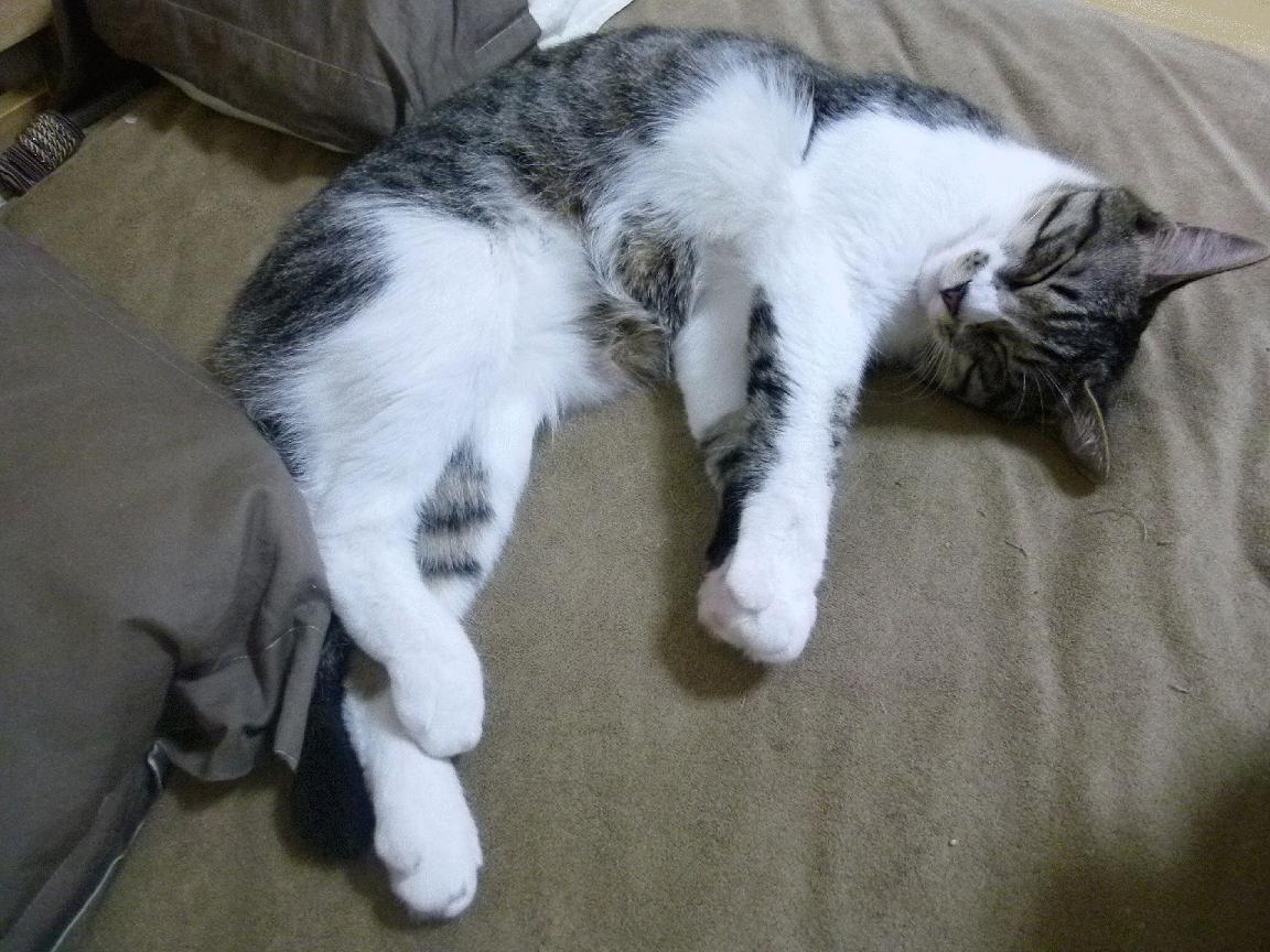 中国足球教练员资格认证问题，中国足球协会教练员管理系统注册