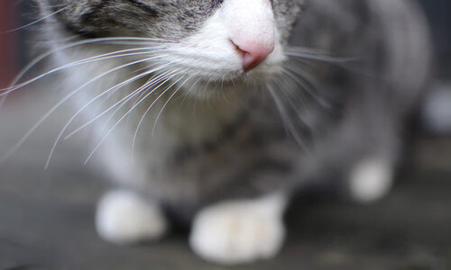 切尔西将继续强化防守体系迎战未来赛事,切尔西防守中场