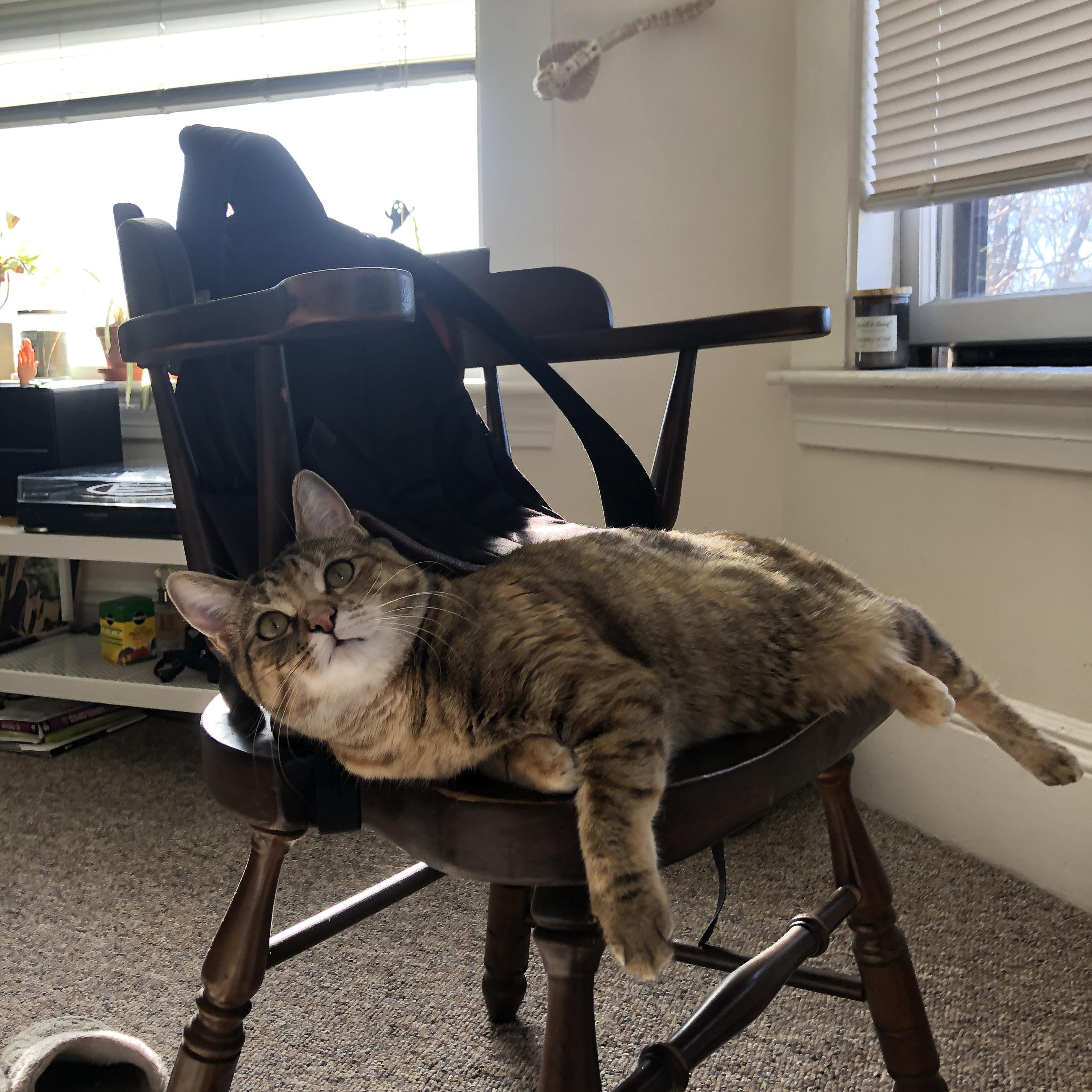 小因扎利奇新秀 Dalil Hadi 拓展海外发展空间，小因扎吉的战术安排