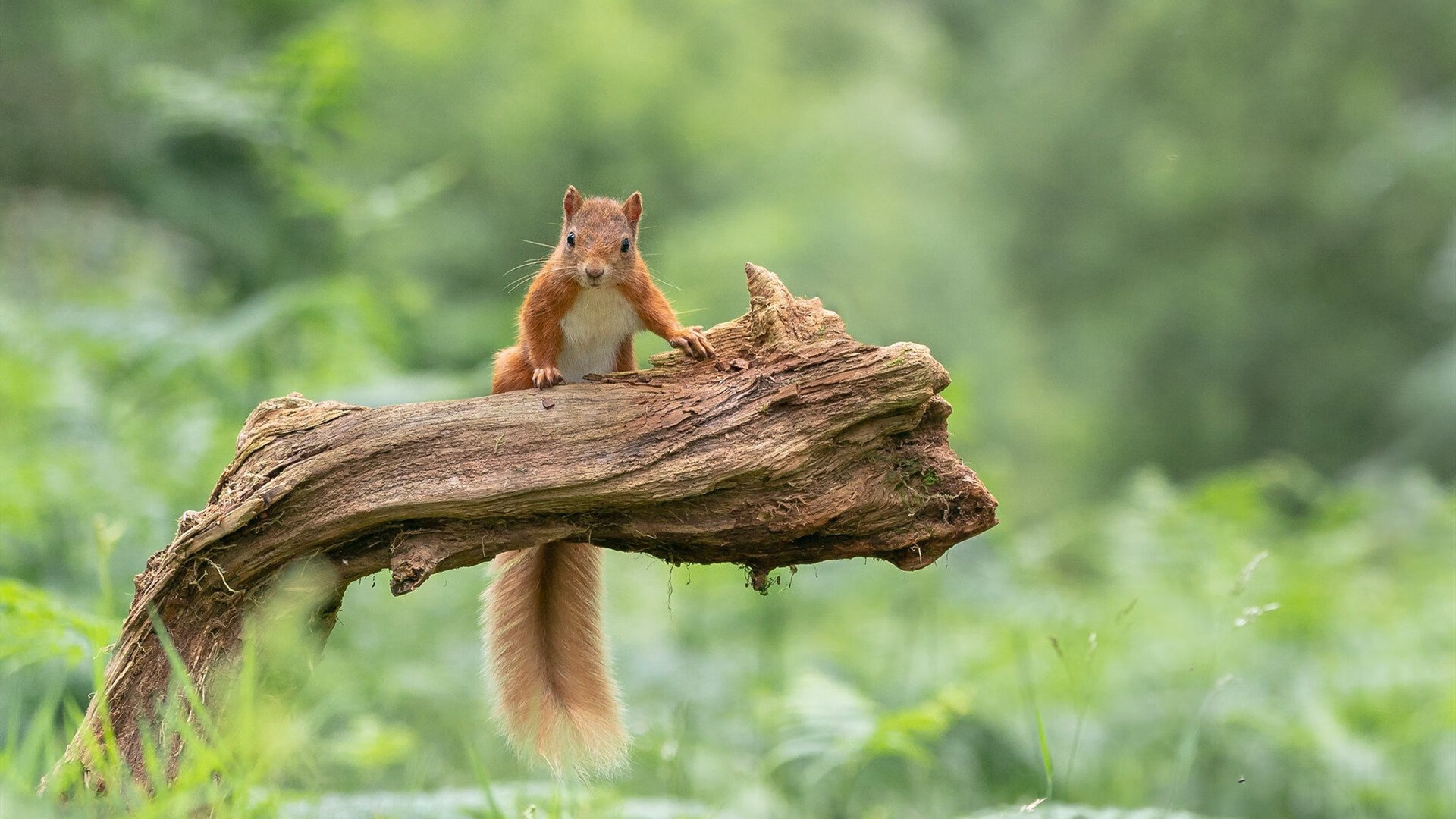 校园足球联赛覆盖范围持续扩大,校园足球联赛大学组