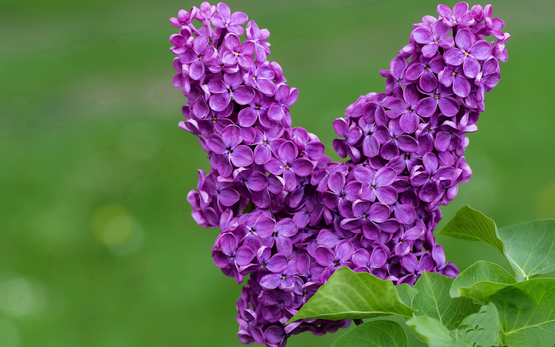 球队高层：战术多样性将是拜仁下一步核心，拜仁队型