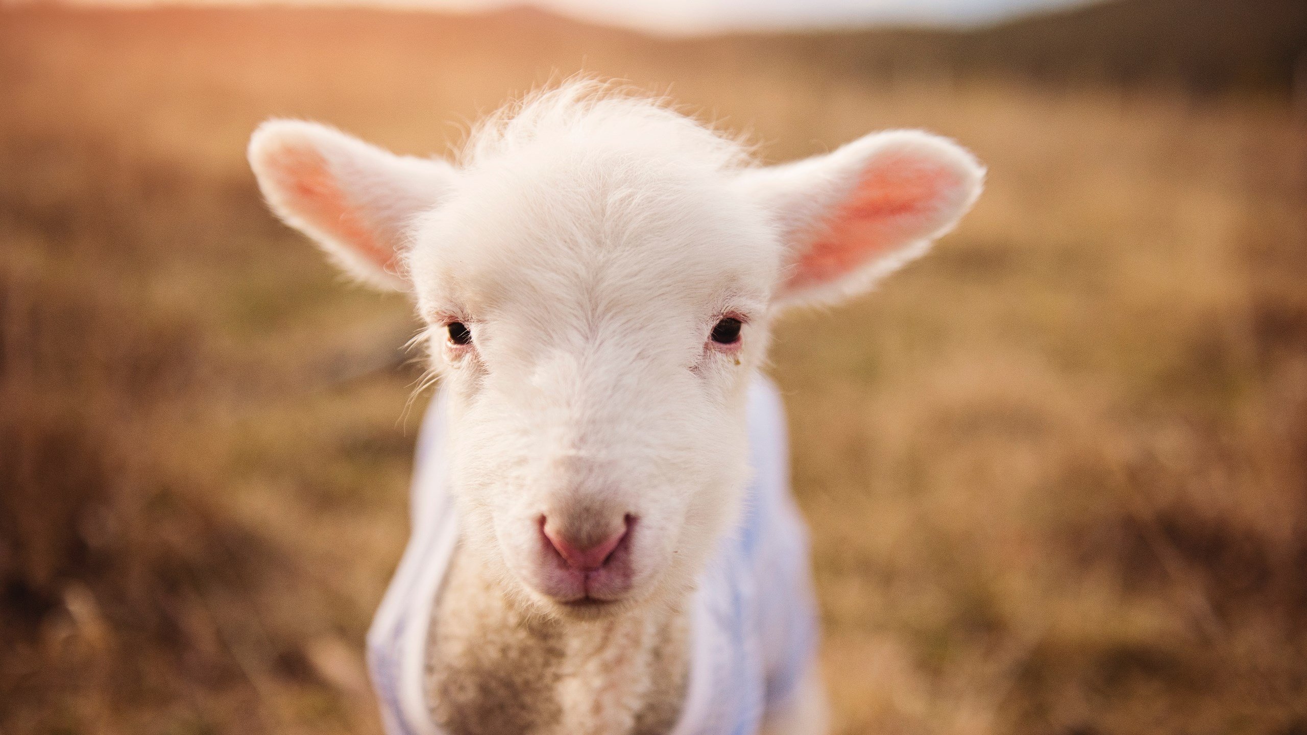 AYX GAME-南非羚羊队：无懈可击的反击战术与高压防守让他们无可匹敌，南非羚羊角