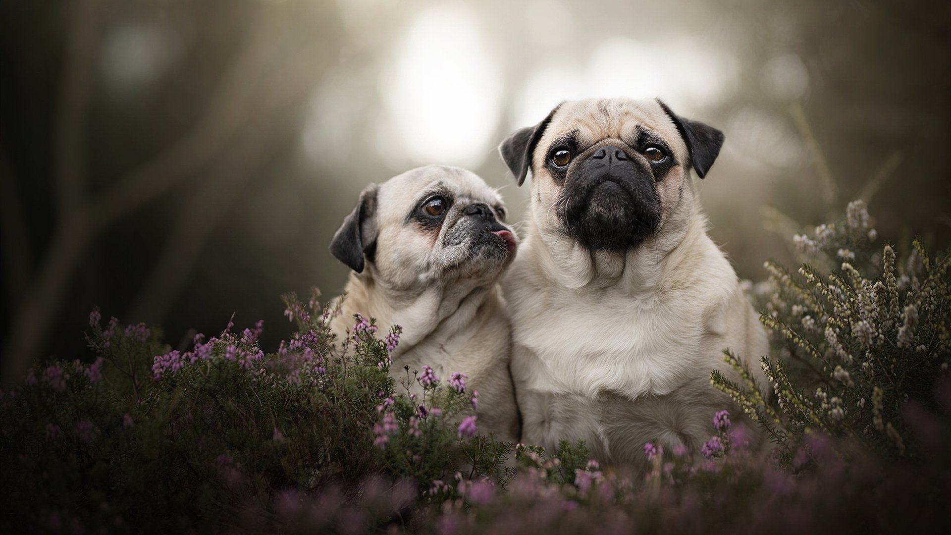 爱游戏平台-塞维利亚保持优异战绩，力争欧战资格
