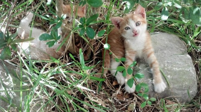 威少强势复出奇才防守效率提升，威少会留在奇才吗