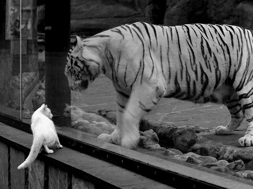 德甲俱乐部的粉丝经济创新,德甲氛围