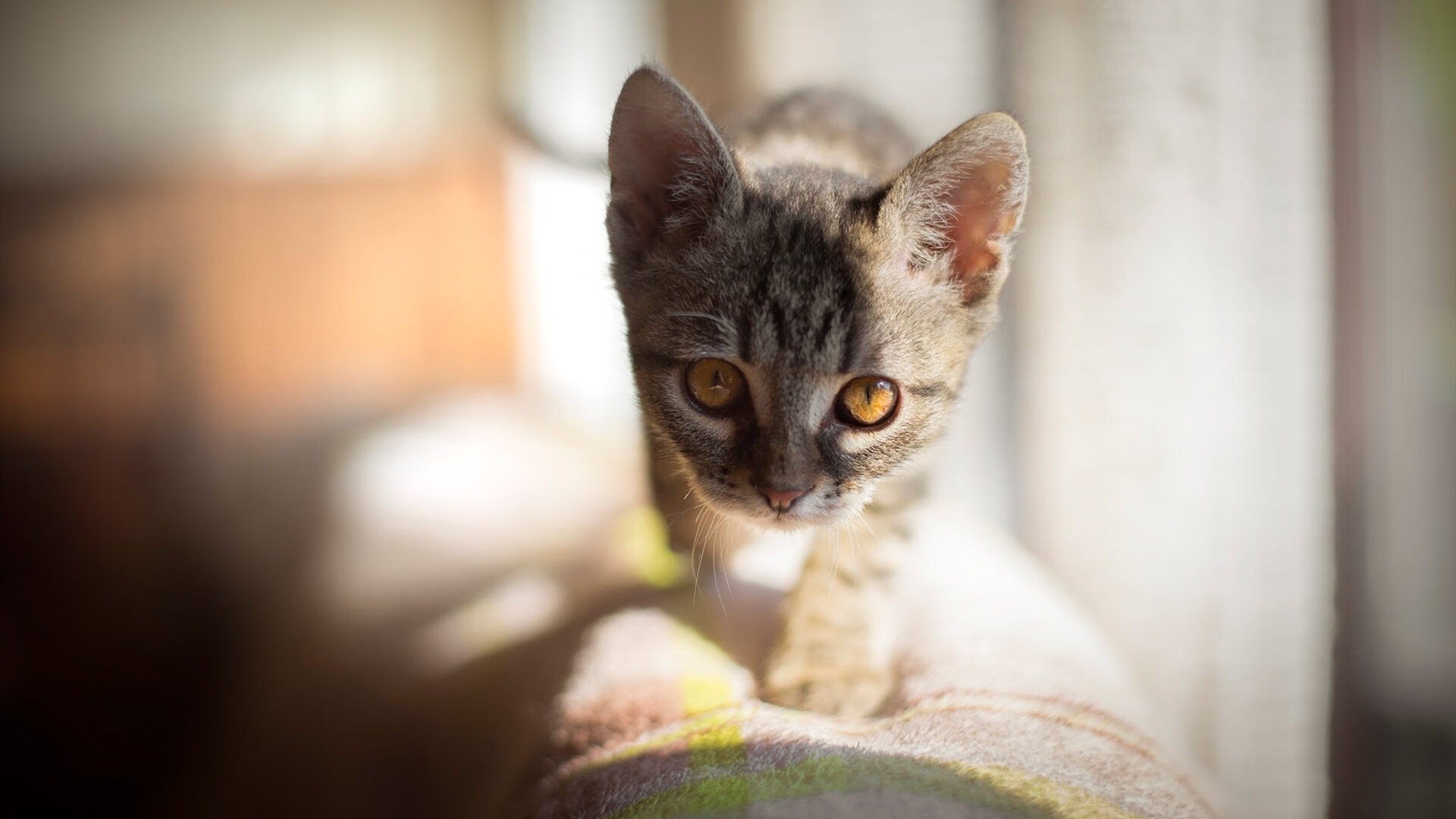 退役运动员积极参与青少年篮球培训传承宝贵经验，篮球退役仪式策划